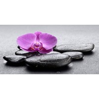 Omar Olavie - Pink Orchid on Black Stones  