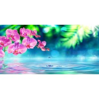Omar Olavie - Pink Orchid with Water Droplet  