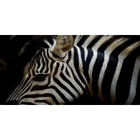 Rogelio Tybalt - Zebra in Sepia  