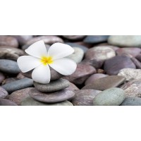 Omar Olavie - White Frangipani On Stack of Rocks  