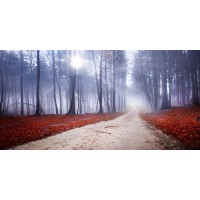 Brian Kurts - Mystic Forest  