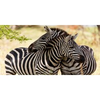 Rogelio Tybalt - Zebra Couple  