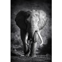 Johanna Siri - Elephant Bull  