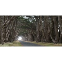 James Petrosky - Tree Groove  
