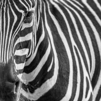 Rogelio Tybalt - Zebra Face  