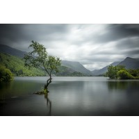 Josh Zdeslav - The Lone Tree  