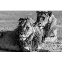 Felicia Roy - Lions - Observing  