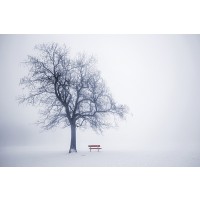 Robert Greeny - Neela Park - Winter Tree in Fog  