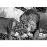 Felicia Roy - Lions Showing Affection  