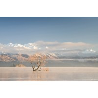 Isa Johns - Lone Tree  