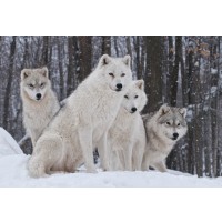 Carina Siegbert - Artic Wolf Pack  