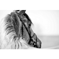 Felicia Roy - Black-In-White Of A Sports Stallion  