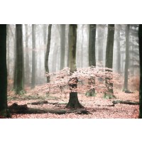 Lars Van De Goor - Tutu 