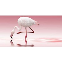 Reindl - Flamingo 