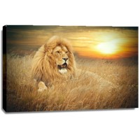 Monica P?l - Lions  