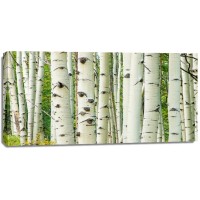Idan Myrddin - Aspen Trunks In Fall  