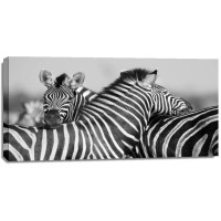 Rogelio Tybalt - Zebra Unity  