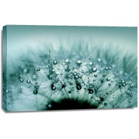 Torhild Adrijana - Water Drops on Dandelion  