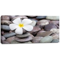 Omar Olavie - White Frangipani On Stack of Rocks  