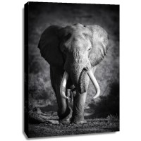 Johanna Siri - Elephant Bull  
