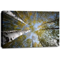 Idan Myrddin - Birch Forest, Sky View  
