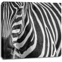 Rogelio Tybalt - Zebra Face  