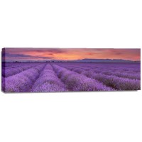 Matt Roots - Fields Of Lavender  