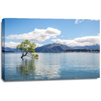 The Wanaka Tree - New Zealand  