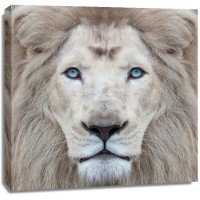 Clemen Kustas - White Lion With Blue Eyes Portrait  