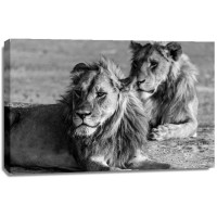 Felicia Roy - Lions - Observing  