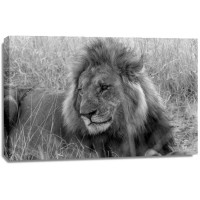 Felicia Roy - Lion - Observing Activity  