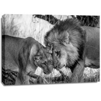 Felicia Roy - Lions Showing Affection  