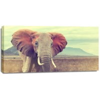 Monica P?l - Elephant - Wild 