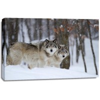 Carina Siegbert - Timber Wolves In Winter  