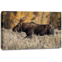 Jeff Schultes - Bull Moose 