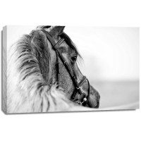 Felicia Roy - Black-In-White Of A Sports Stallion  