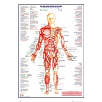 Human Body - Major Anterior Muscles