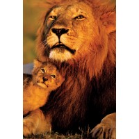 Lion and Cub