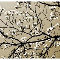 Hausenfluck Dogwood - Say it with Art