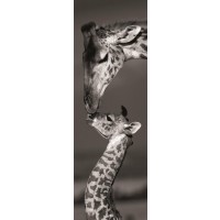 Danita Delimont - Giraffes - Masai Mara