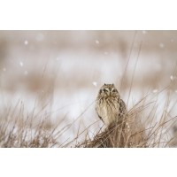Danita Delimont - Prairie Winter
