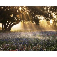 Danita Delimont - Morning Meadow Sunrise