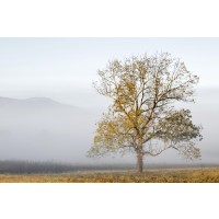 Danita Delimont - Cades Cove