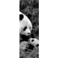 Danita Delimont - Panda Play