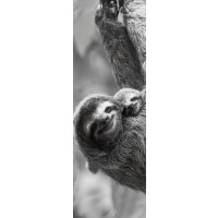 Danita Delimont - Sloth Swing