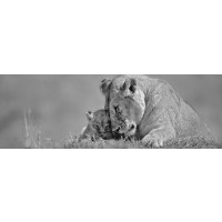 Danita Delimont - Lioness Love