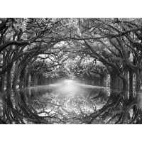Danita Delimont - Oak Alley Reflection