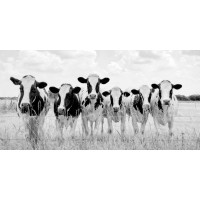 Lars Van de Goor - Cows - Grazing Pasture