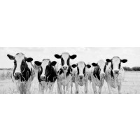 Lars Van de Goor - Cows - Grazing Pasture