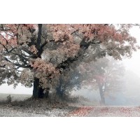 Lars Van de Goor - Magical Middle Earth